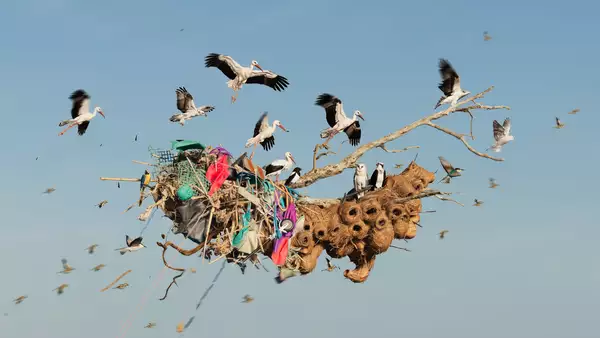 A mass of birds flying around a floating structure made of tangled debris and driftwood.