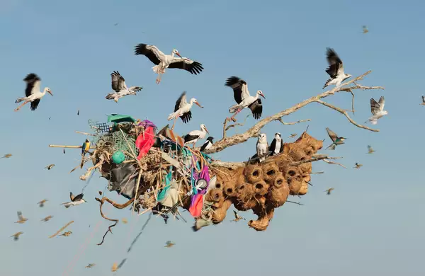 A mass of birds flying around a floating structure made of tangled debris and driftwood.