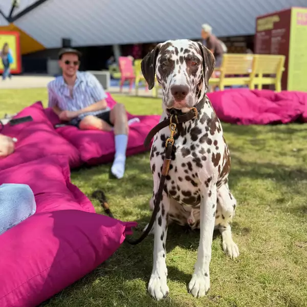 A dog on Festival Square on a sunny day, stood by a pink bean bag