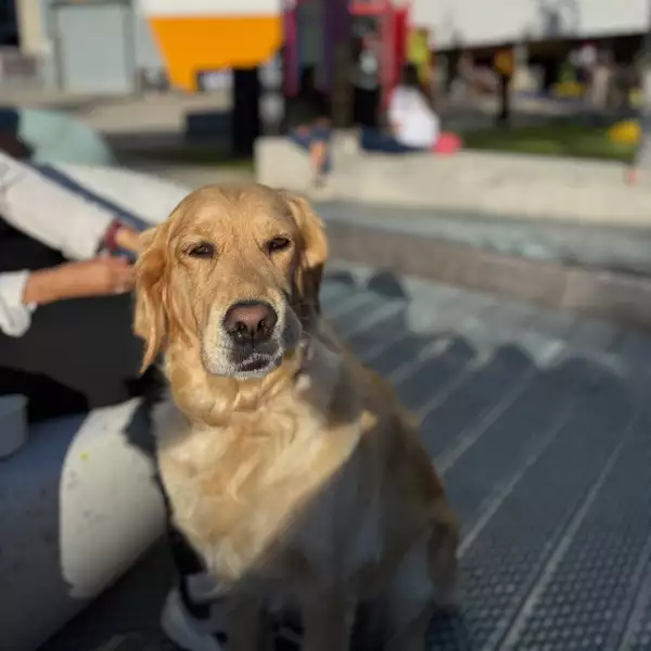 A dog on a sunny day on Festival Square
