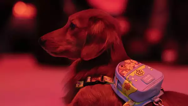 A dog wearing a backpack in the Lightroom experience