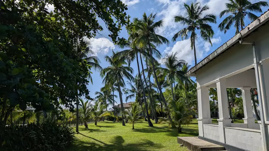 Palm trees and green grass by a white building