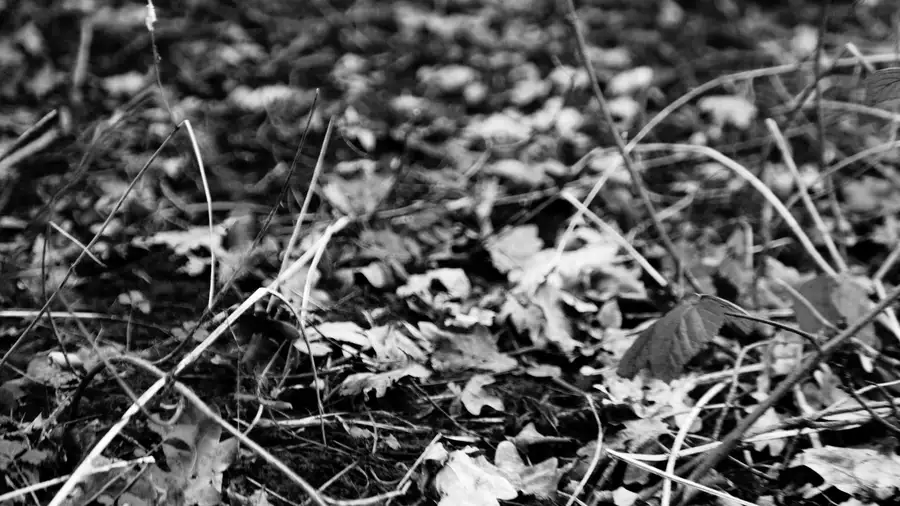 black and white photo of leaves