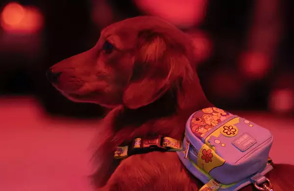 A dog wearing a backpack in the Lightroom experience