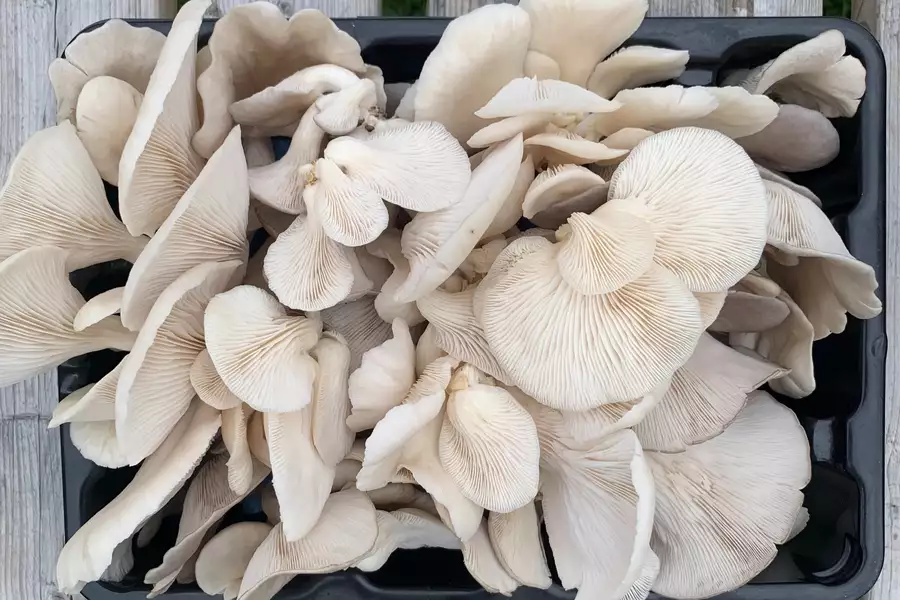 Photo of a box full of mushrooms