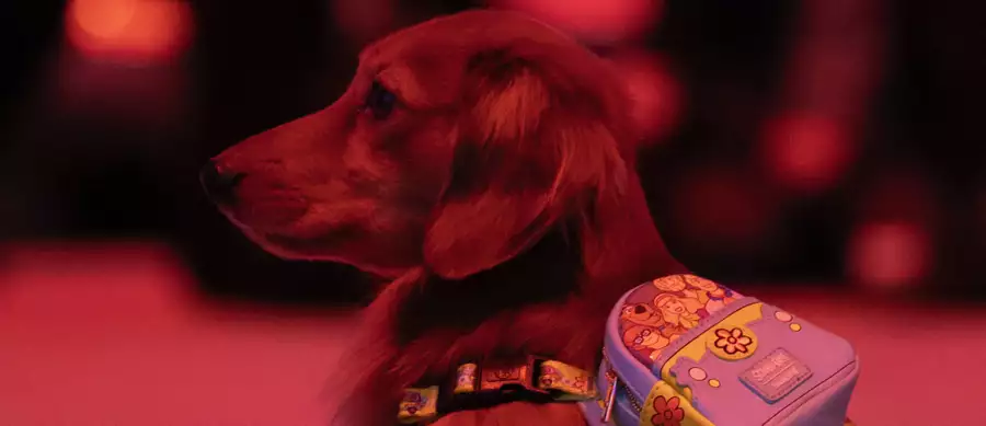 A dog wearing a backpack in the Lightroom experience