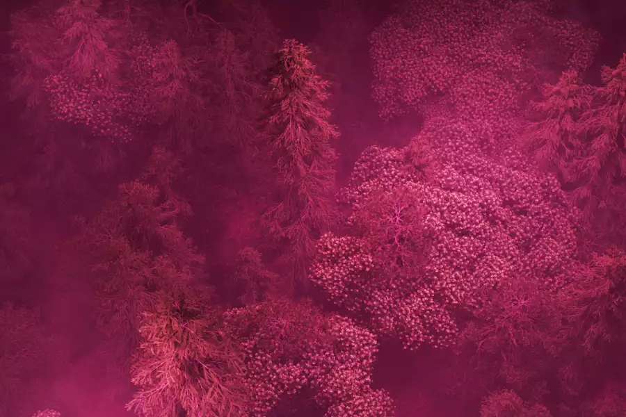 A view of a dark pink forest seen from above. The trees are sinewy but full of leaves and of blossom. They almost look like veins and lung capillaries.