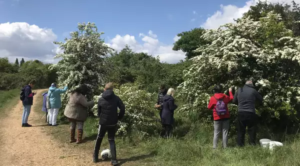 People picking fruit from a tree
