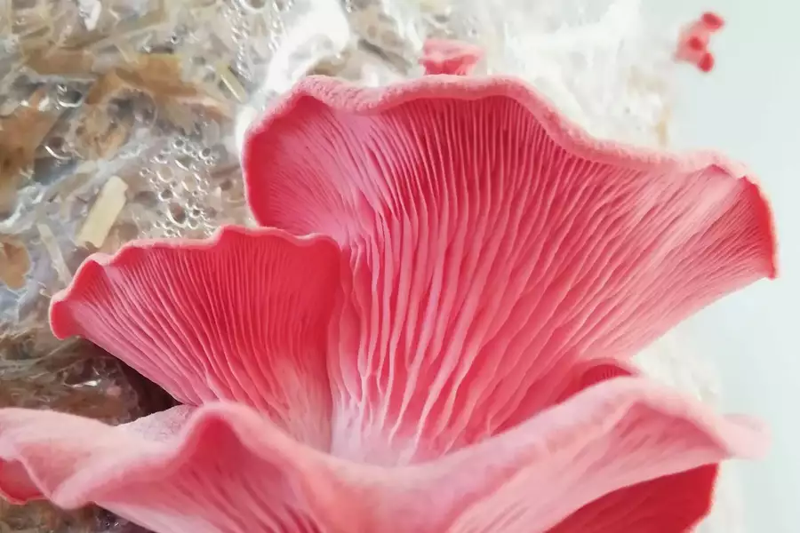 Photo of a pink oyster mushroom