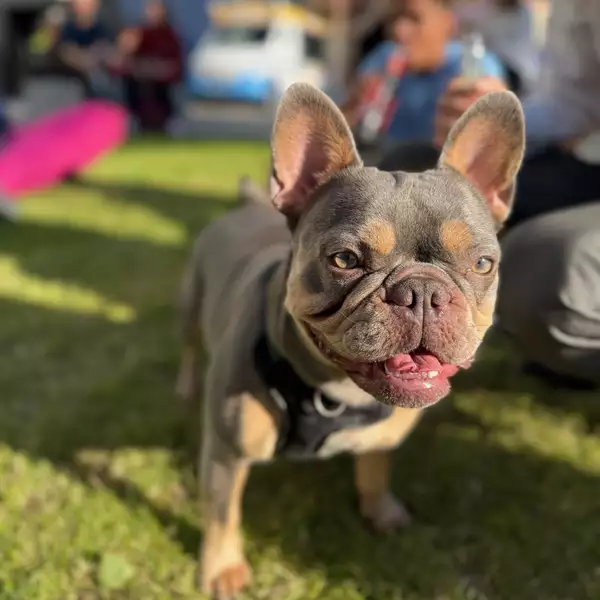 A dog on a sunny day on Festival Square