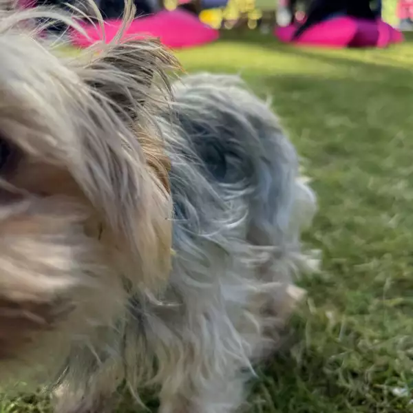 Close-up of a dog on Festival Square
